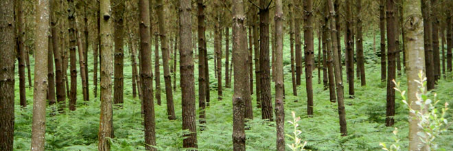 Bosques de Galicia